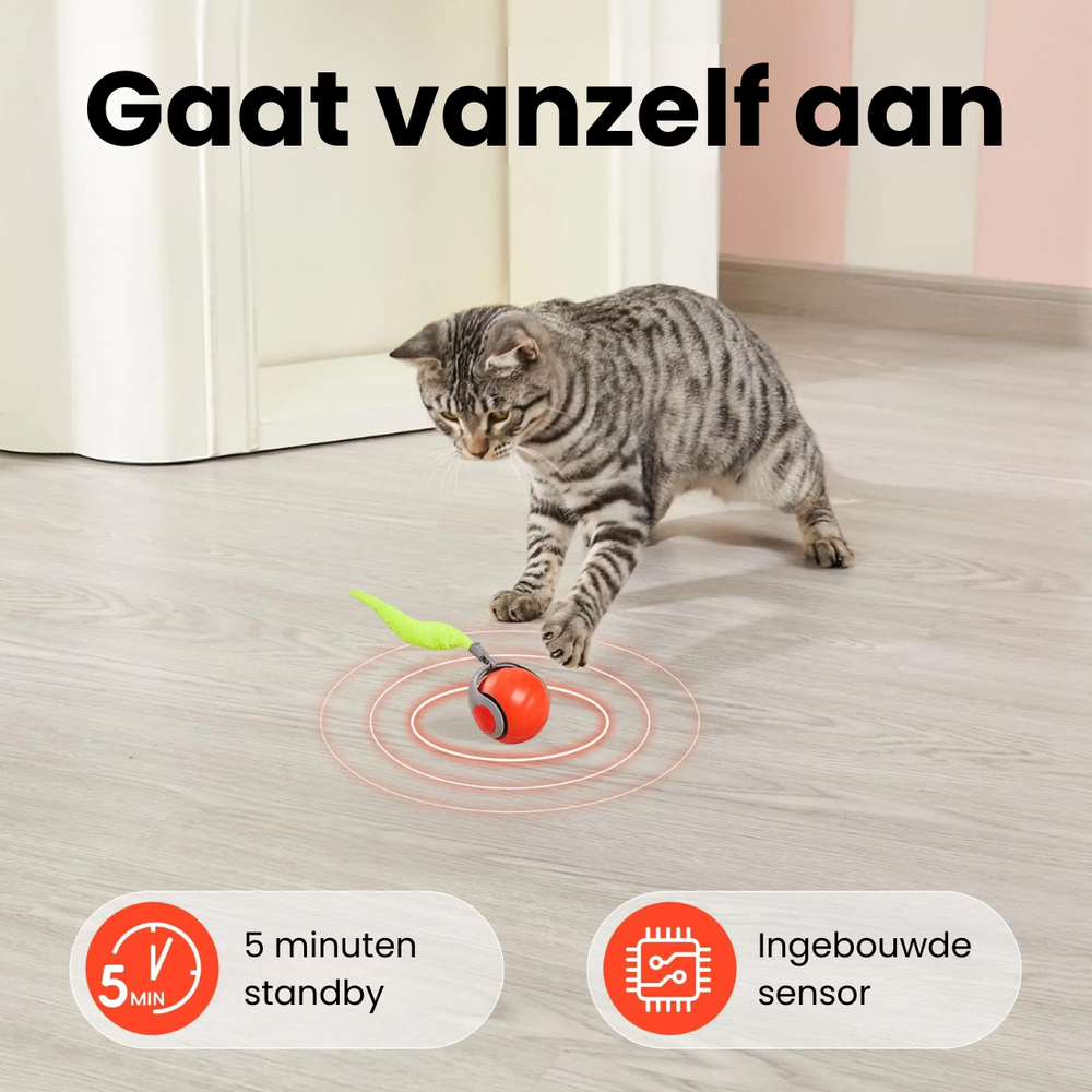 Slimme Katten Bal